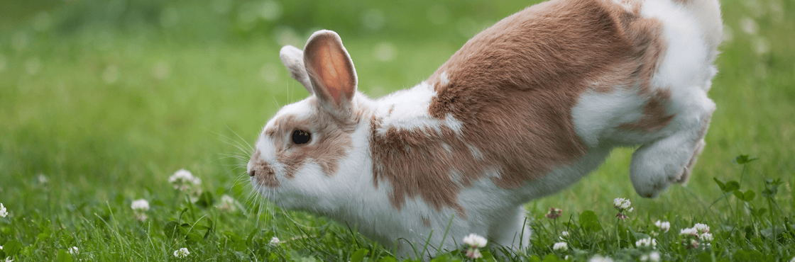  Fireworks: Tips for your Rabbits