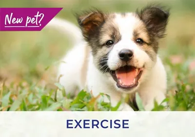 Exeter vets discuss exercising your puppy and kitten